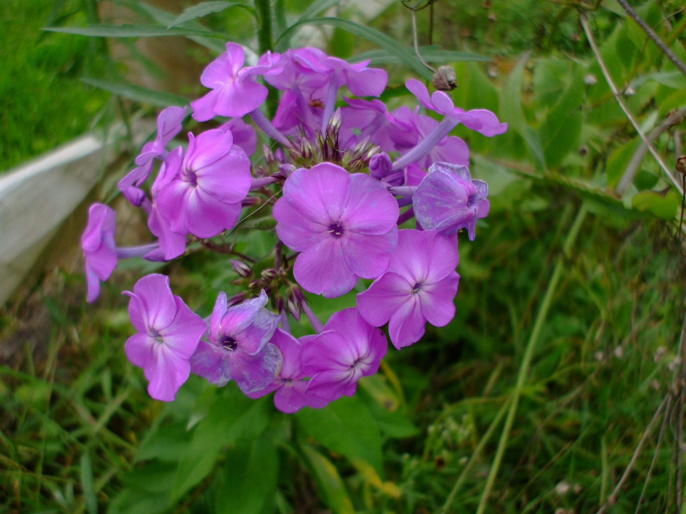Phlox paniculata